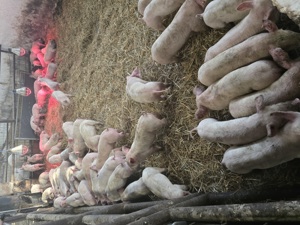 Porci de ingrasat 500 lei buc , de reproducție Landras , F1 , Marele Alb , Tn 70Duroc , Mangalita  - imagine 2