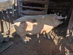 Porci de vânzare, Pătulele, Mehedinți!