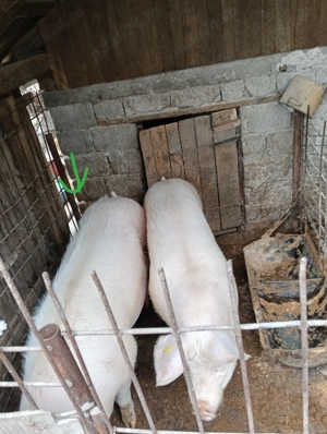 Porc landrace de vânzare 