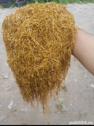 ofertaa!!!! La 2 kg comandate de tutun firicel primiti o cutie de tuburi gratis 