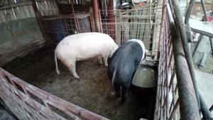 Porcii de vanzare - imagine 4