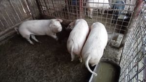 Porcii de vanzare - imagine 3