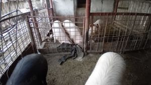 Porcii de vanzare - imagine 2