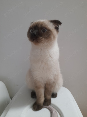 Scotish fold  băieti - imagine 3