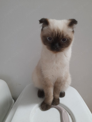 Scotish fold  băieti - imagine 5