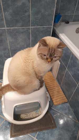 Scotish fold  băieti - imagine 4