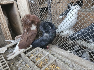 Porumbei Maria Stuard  - imagine 2