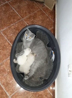 Scotish fold  băieti - imagine 2