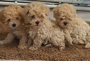 Căutăm familii iubitoare pentru puiuții Maltipoo