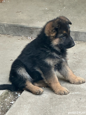 De vânzare pui ciobănesc German 