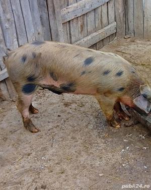 Grăsuni Landrace Cu Duroc 