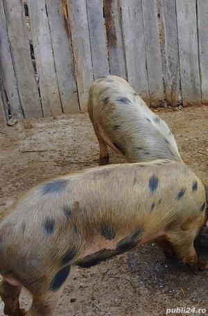 Grăsuni Landrace Cu Duroc 