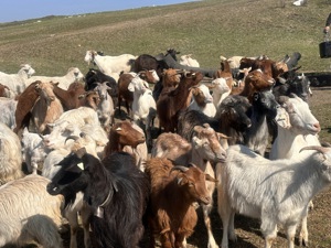 Vând 60 de capre cu iezii lângă ele și 30 de ieduțe de anul trecut 