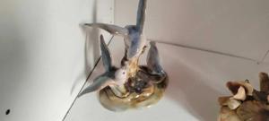 Bibelouri din portelan - imagine 4