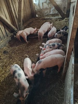 Purcei de vânzare  - imagine 2