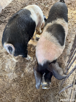 porci grasi - imagine 4