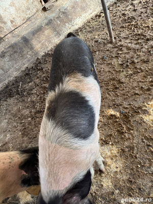 porci grasi - imagine 2