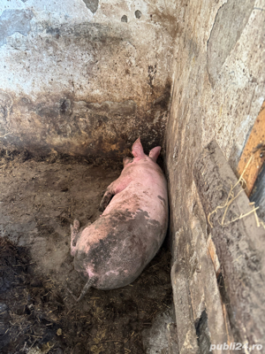 porci grasi - imagine 5