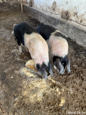 porci grasi - imagine 3
