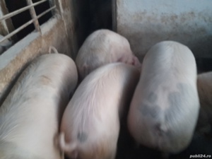 porci in carcasa - imagine 4 porci in carcasa - imagine 4