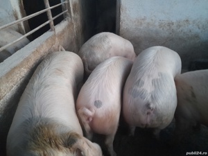 porci in carcasa - imagine 3 porci in carcasa - imagine 3