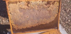 Vand rame si cutii stupi - imagine 2