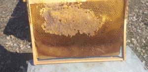 Vand rame si cutii stupi - imagine 5