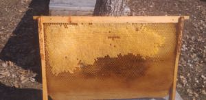 Vand rame si cutii stupi - imagine 4