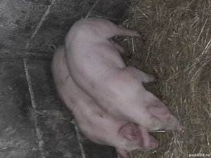 purcei de vinzare 