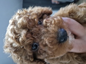 Cavapoo băiețel de vânzare  - imagine 5