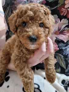 Cavapoo băiețel de vânzare 