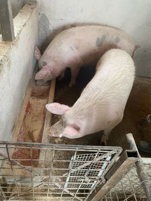 Vand porci 200 kg din rasa Petrean - imagine 2