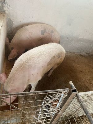 Vand porci 200 kg din rasa Petrean - imagine 3