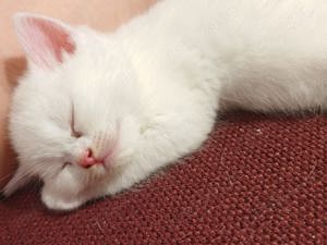 Pisicuti british shorthair alb