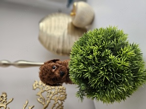Pudel mini toy 2 luni