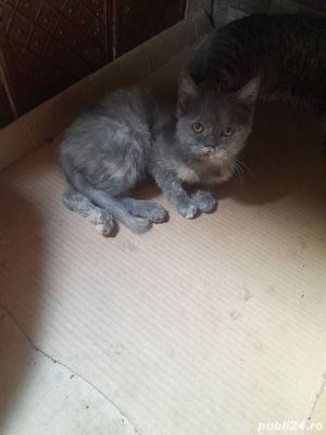 british shorthair blu!
