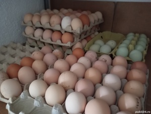 Vând ouă de țară proaspete 