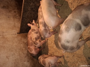 vand porci de rasa