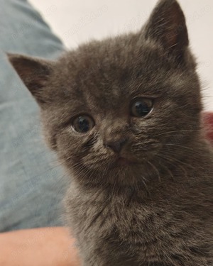 Pisicuti british shorthair blue exemplare superbe