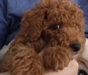 Cavapoo băiețel de vânzare  - imagine 3