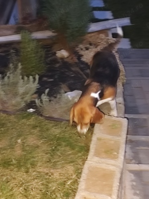 Vând Pereche de câini Beagle  - imagine 4