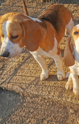 Vând Pereche de câini Beagle  - imagine 3