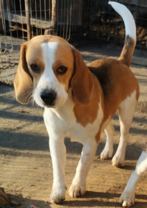 Vând Pereche de câini Beagle  - imagine 5