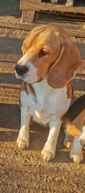 Vând Pereche de câini Beagle  - imagine 2