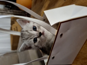 Pisici British shorthair