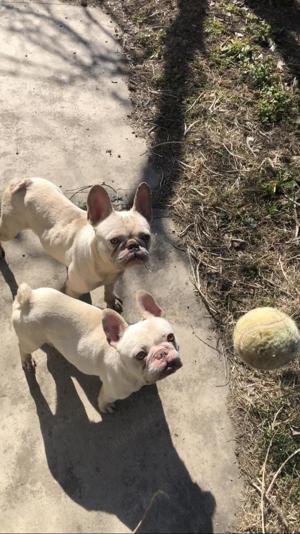 Mascul Bulldog francez Platinum pentru fetițe 