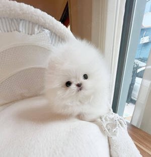Pomeranian mini toy 