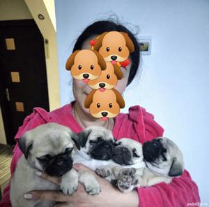 Pui mops rasa pura, 6 săptămâni  - imagine 2