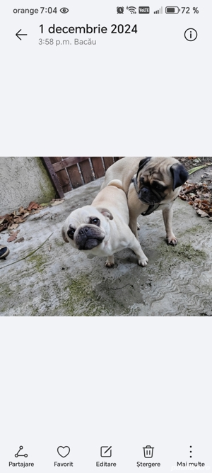 Pui mops rasa pura, 6 săptămâni  - imagine 3