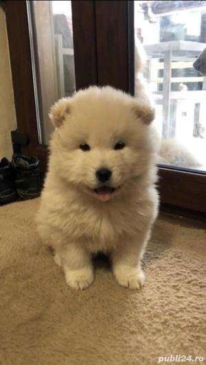 vând catelusa Samoyed 